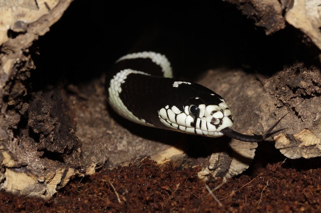 ¿Qué significa soñar con la cabeza de una serpiente?