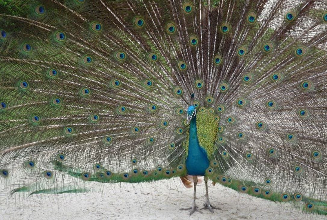 ¿Qué significa soñar con pavos reales?