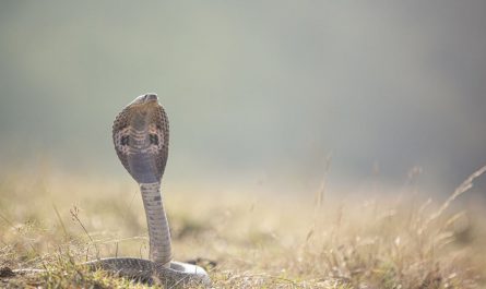 20 Significados de Soñar con Cobras
