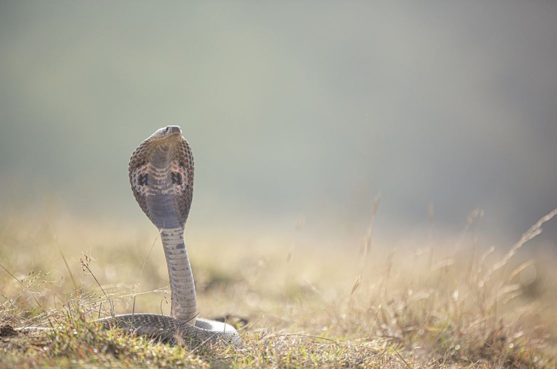20 Significados de Soñar con Cobras