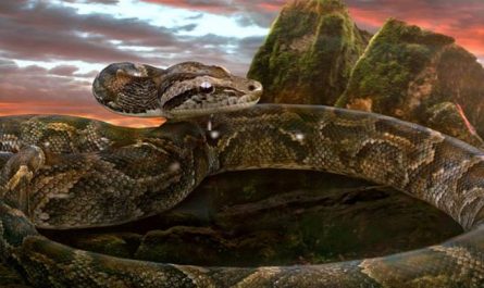 14 Significados de Soñar con Serpientes Grandes