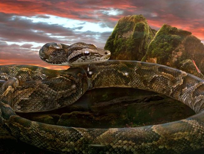 14 Significados de Soñar con Serpientes Grandes