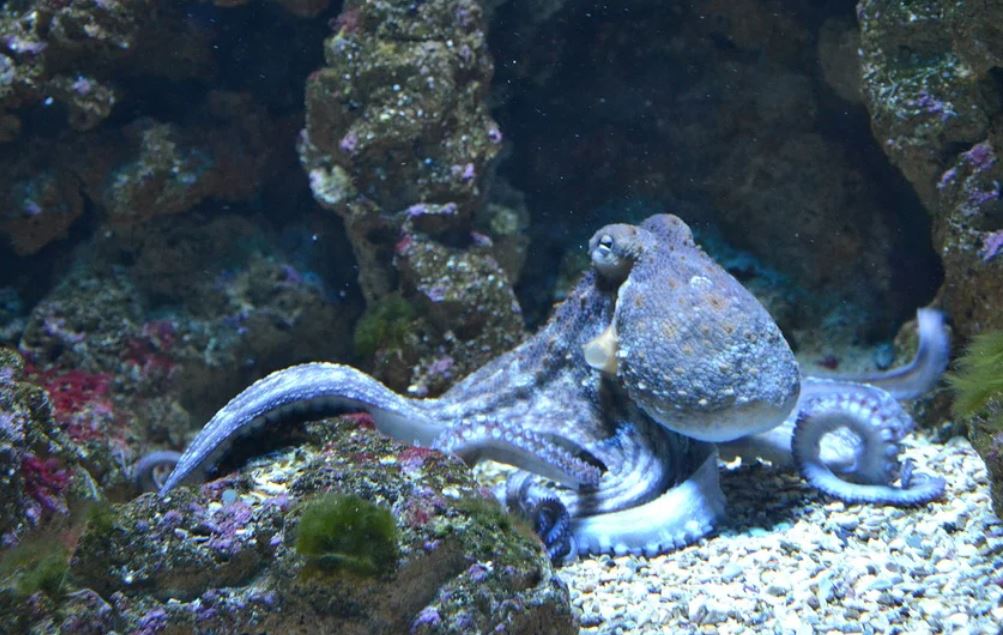 19 Significados de Soñar con Pulpos