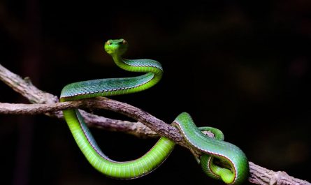 26 Significados de Soñar con una Serpiente Verde