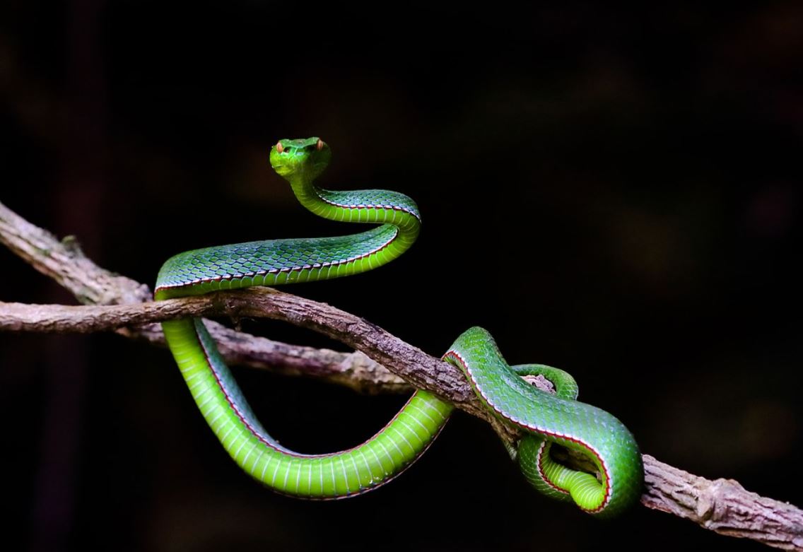26 Significados de Soñar con una Serpiente Verde