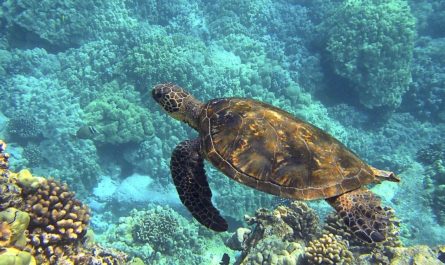 23 Significados de Soñar con Tortugas