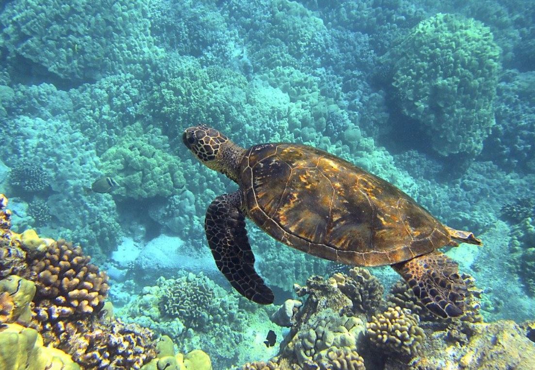 23 Significados de Soñar con Tortugas