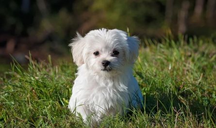 12 Significados de Soñar con un Cachorro Enfermo