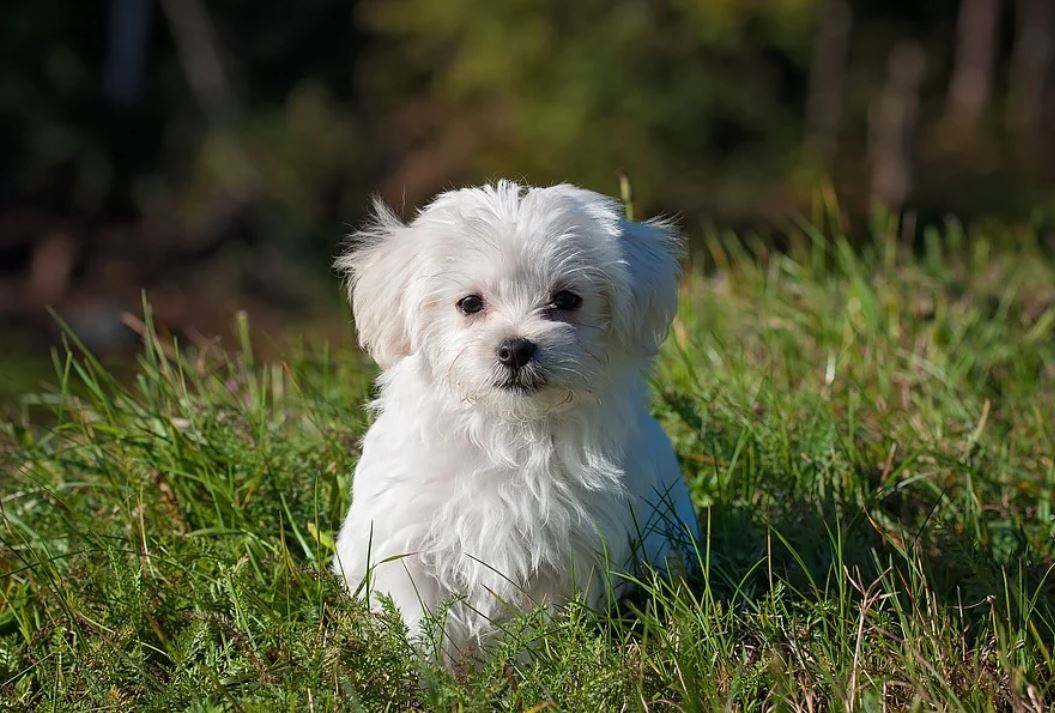 12 Significados de Soñar con un Cachorro Enfermo