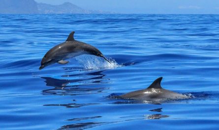 31 Significados de Soñar con Delfines