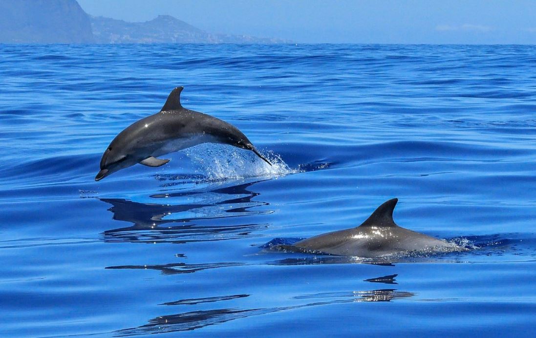31 Significados de Soñar con Delfines