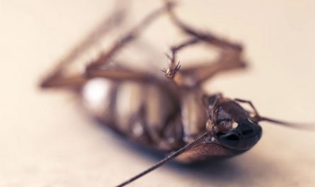 14 Significados de Soñar con Cucarachas