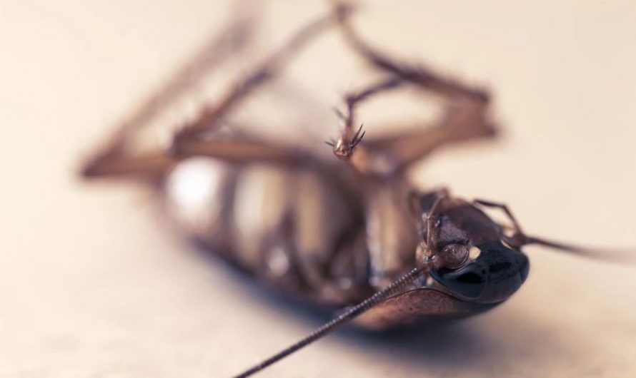 14 Significados de Soñar con Cucarachas