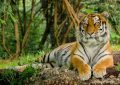 25 Significados de Soñar con Tigres
