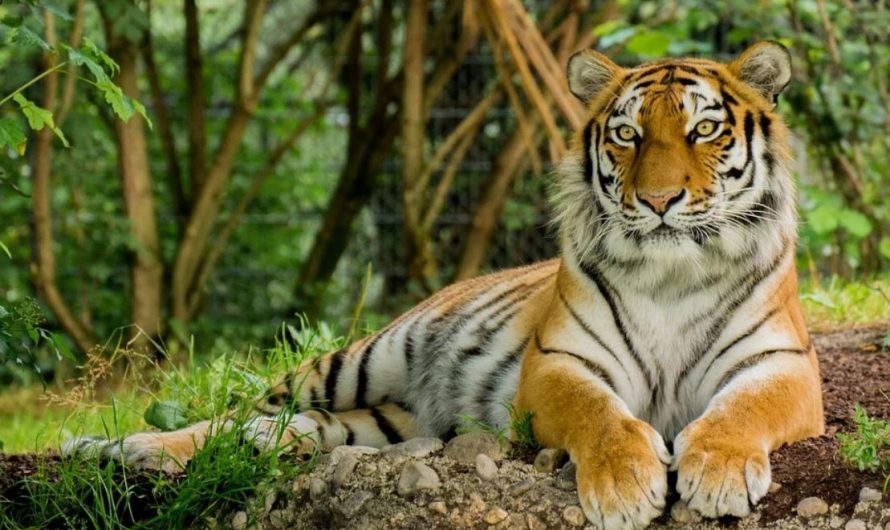 25 Significados de Soñar con Tigres