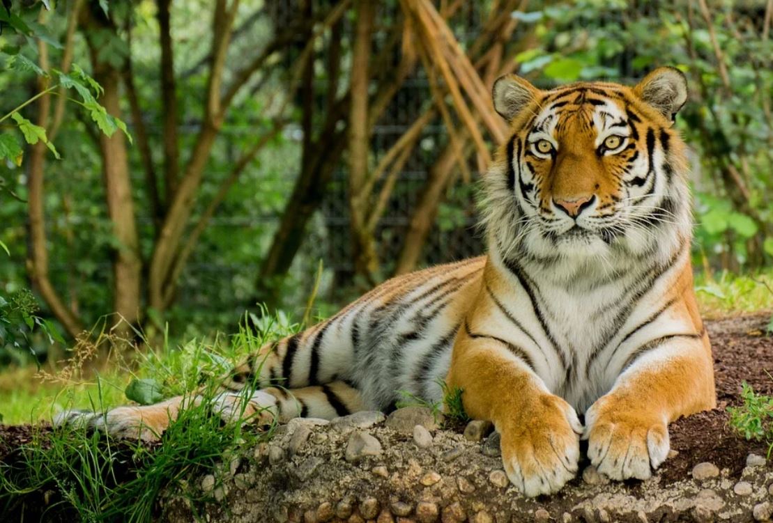 25 Significados de Soñar con Tigres