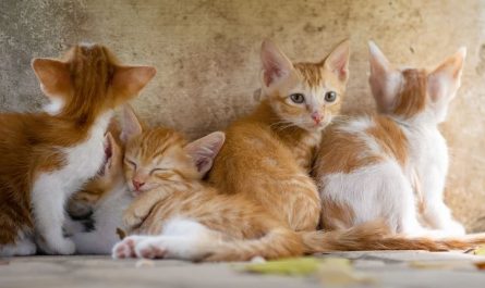 19 Significados de Soñar con un Gato Amarillo