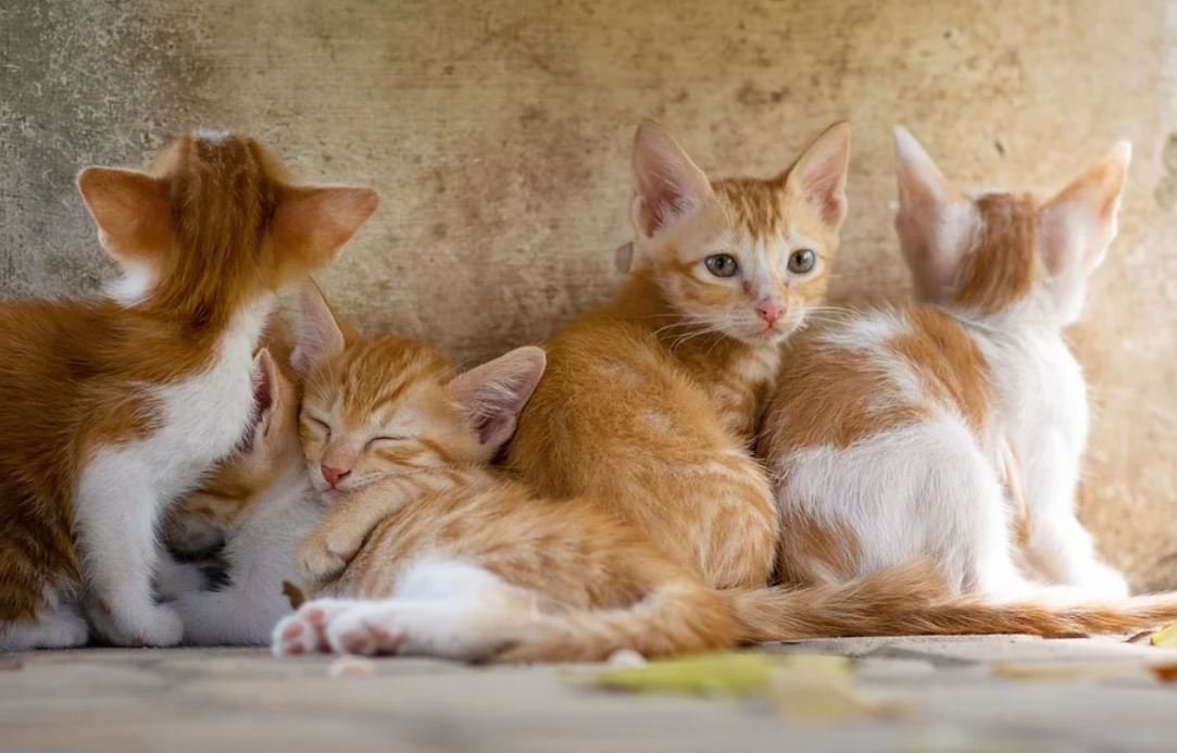 19 Significados de Soñar con un Gato Amarillo