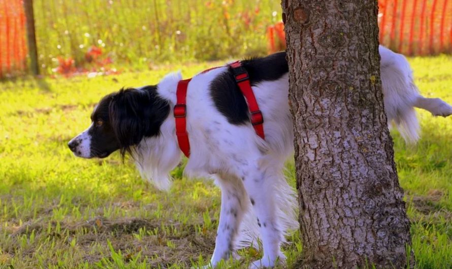 10 Significados de Soñar con un Perro Orinando