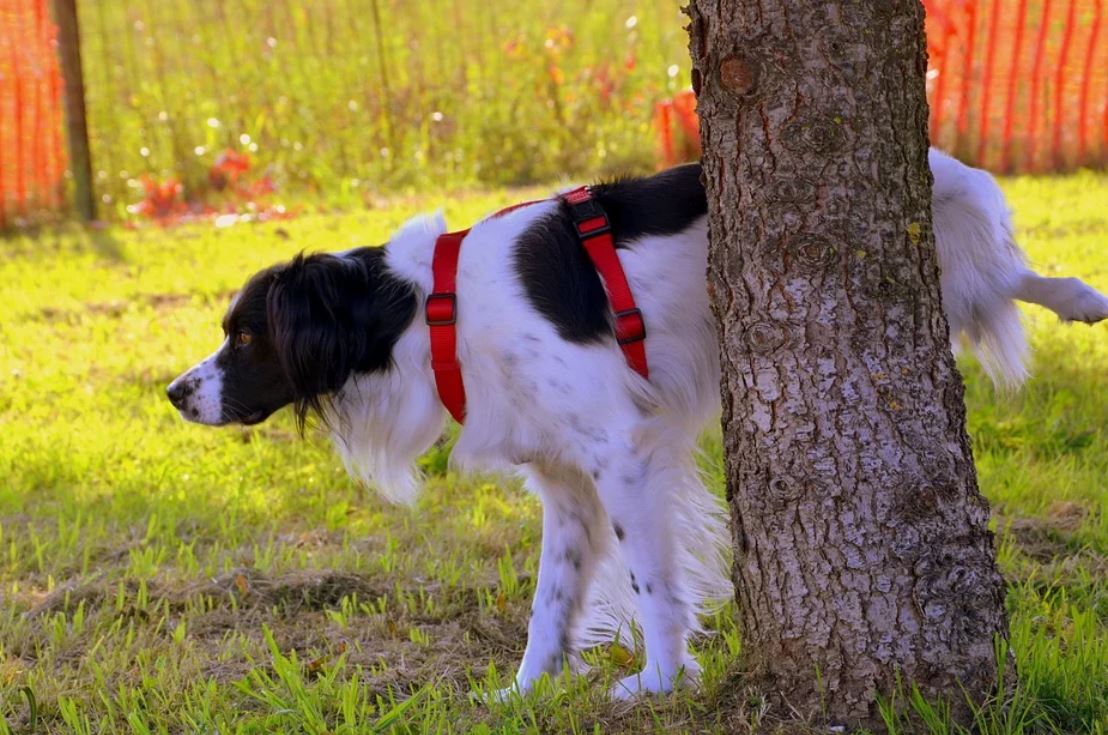 10 Significados de Soñar con un Perro Orinando