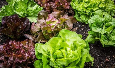 21 Significados de Soñar con Lechuga