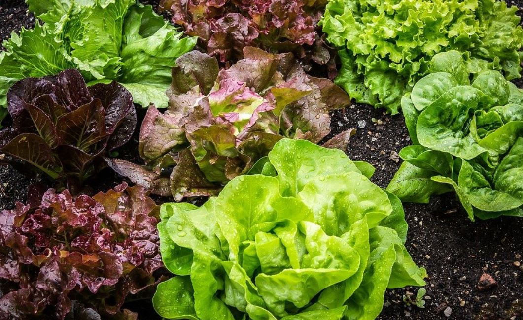 21 Significados de Soñar con Lechuga