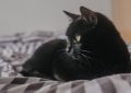 33 Significados de Soñar con un Gato Negro