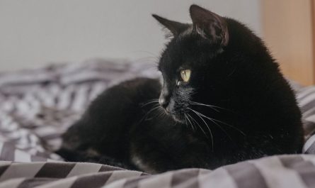 33 Significados de Soñar con un Gato Negro