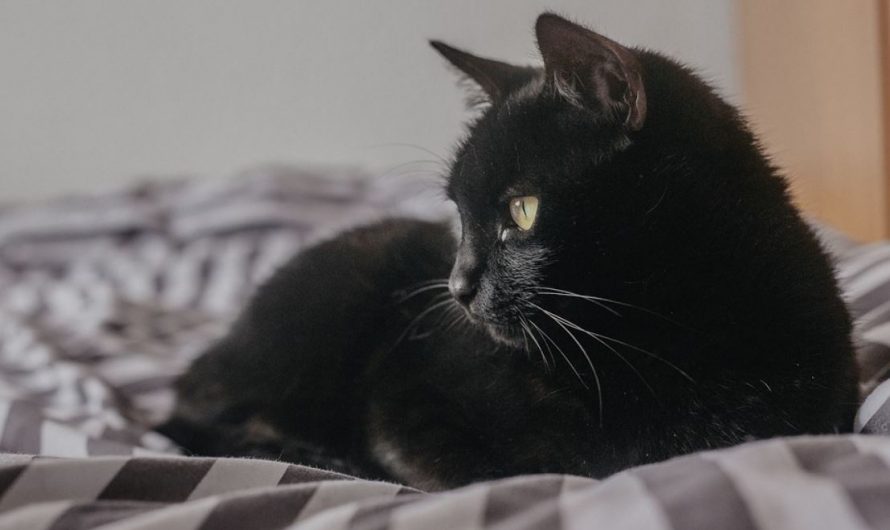 33 Significados de Soñar con un Gato Negro