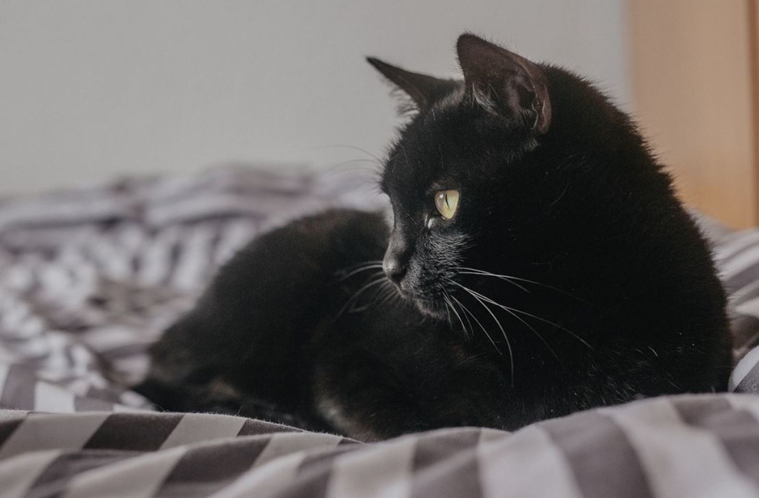 33 Significados de Soñar con un Gato Negro