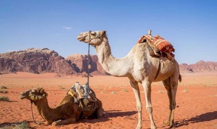 19 Significados de Soñar con Camellos