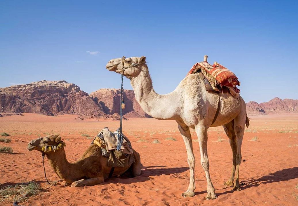 19 Significados de Soñar con Camellos
