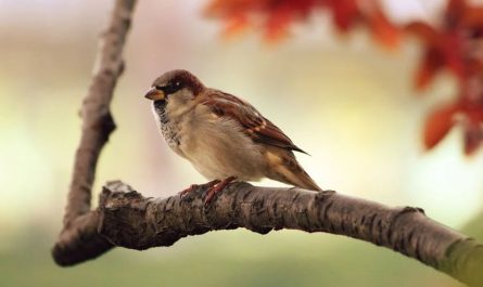 16 Significados de Soñar con Pájaros