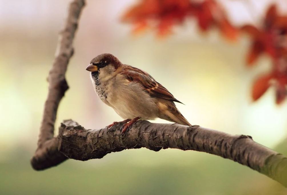 16 Significados de Soñar con Pájaros