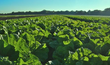 21 Significados de Soñar con un Huerto