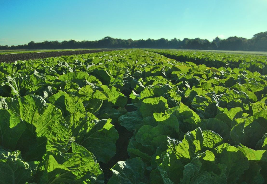 21 Significados de Soñar con un Huerto