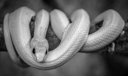 27 Significados de Soñar con una Serpiente Blanca