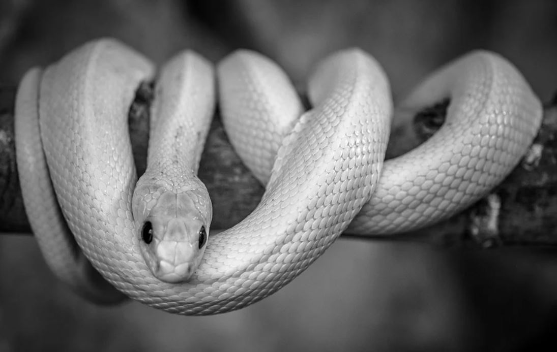 27 Significados de Soñar con una Serpiente Blanca