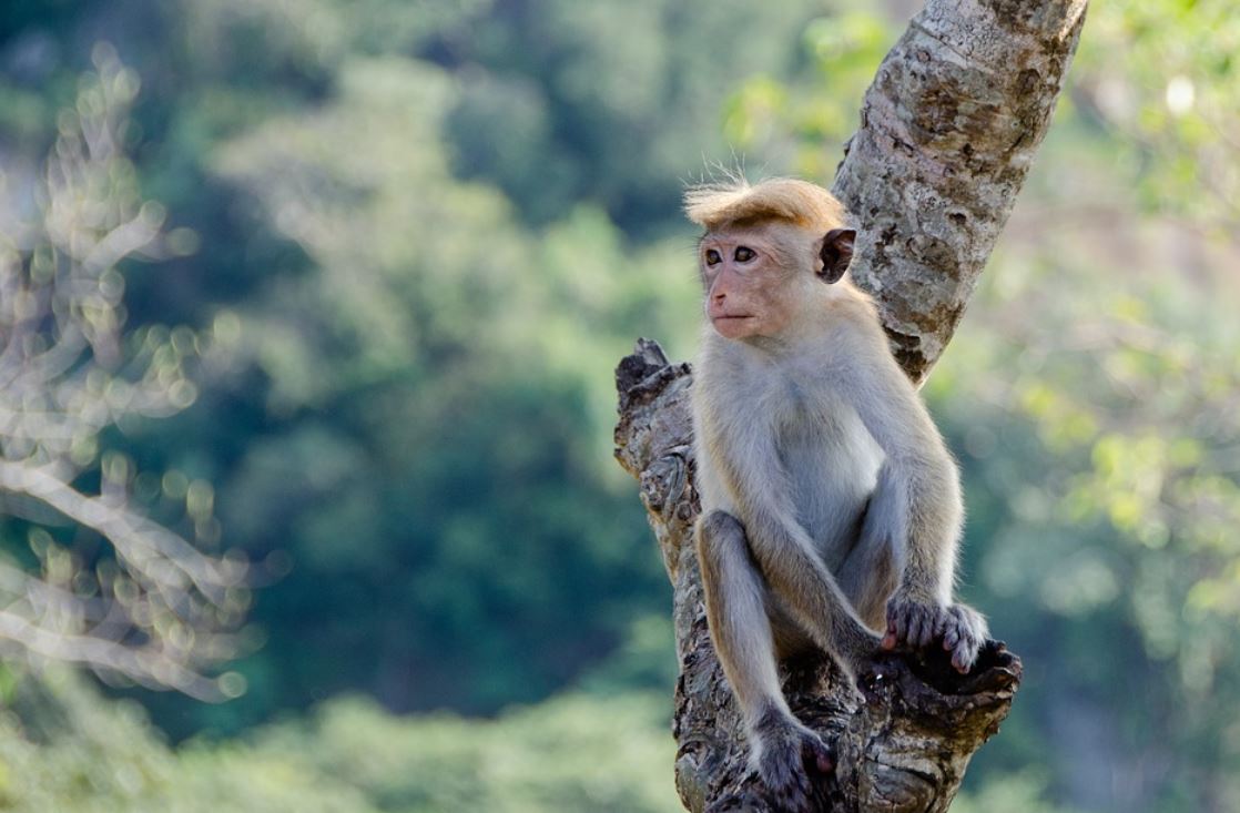 31 Significados de Soñar con Monos