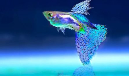 26 Significados de Soñar con Peces