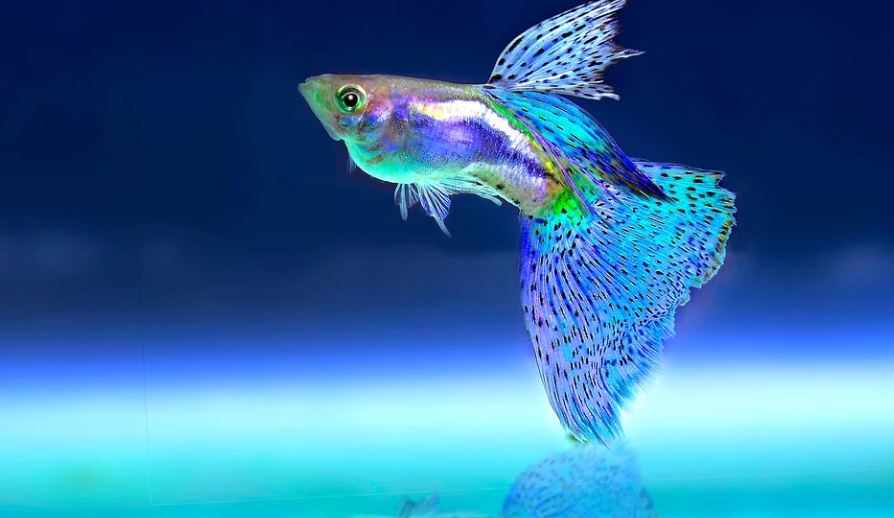 26 Significados de Soñar con Peces