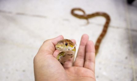 13 Significados de Soñar con Matar una Serpiente