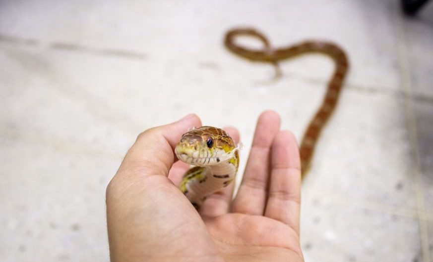 13 Significados de Soñar con Matar una Serpiente