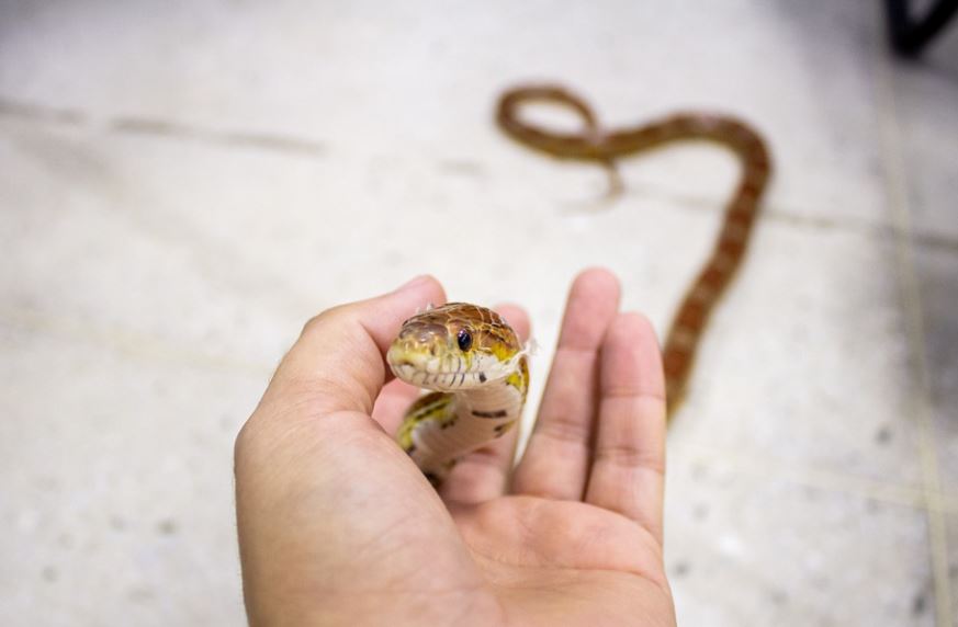 13 Significados de Soñar con Matar una Serpiente