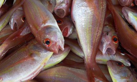 16 Significados de Soñar con un Pez Muerto