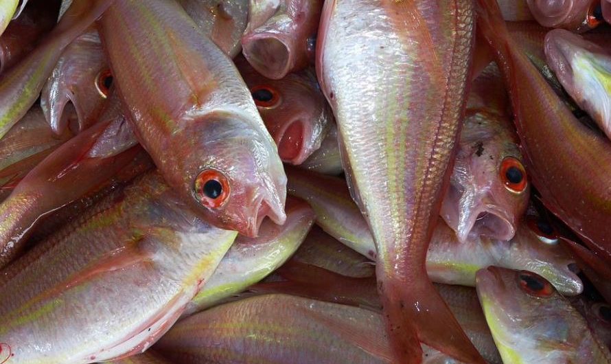 16 Significados de Soñar con un Pez Muerto