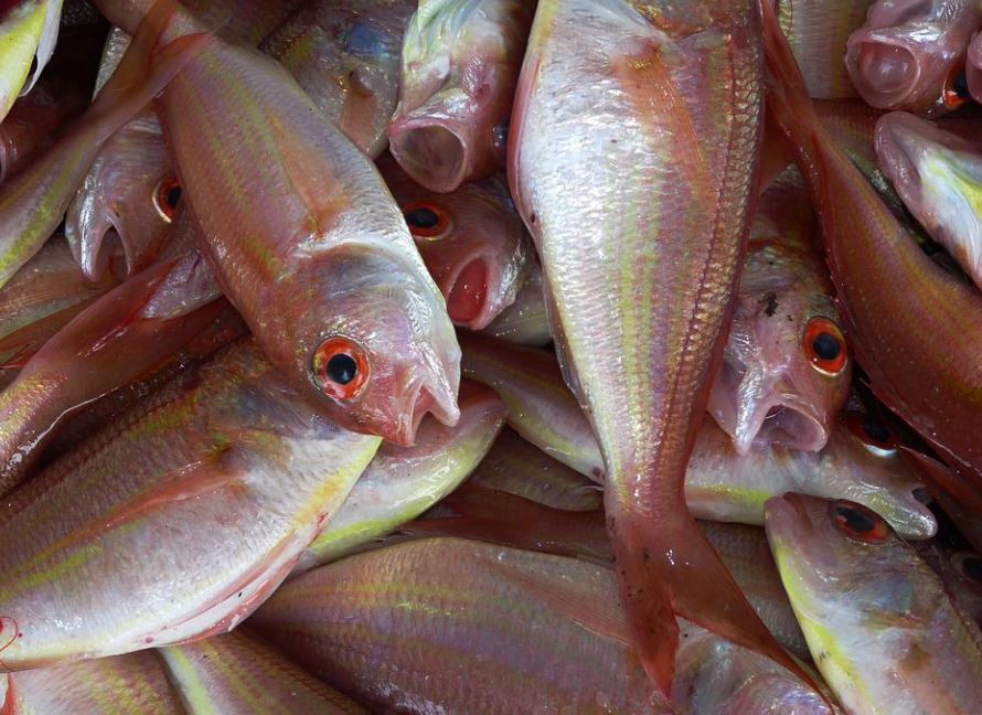 16 Significados de Soñar con un Pez Muerto