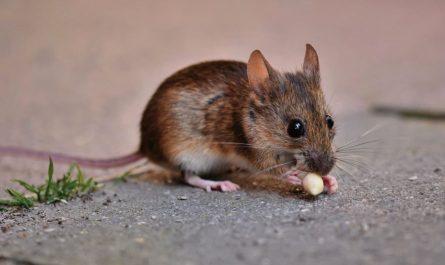 25 Significados de Soñar con Ratas