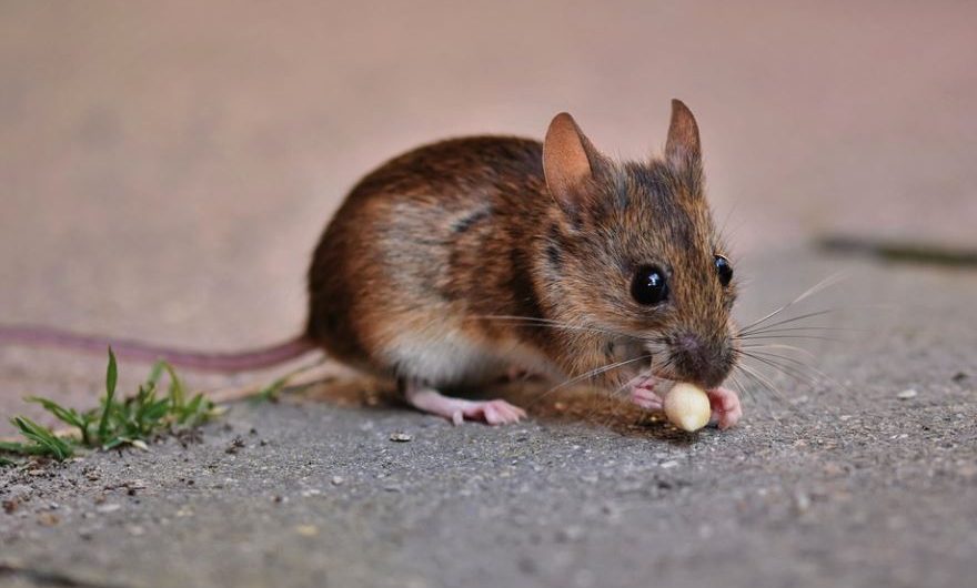 25 Significados de Soñar con Ratas