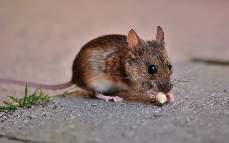 25 Significados de Soñar con Ratas